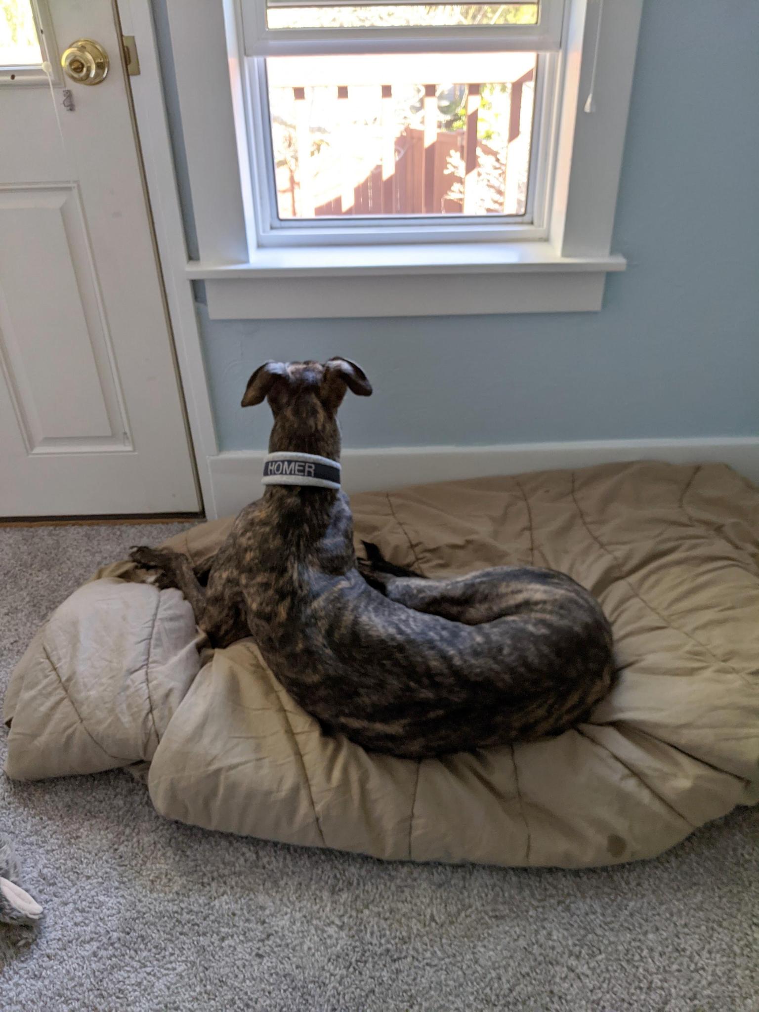 Homer stares out the window