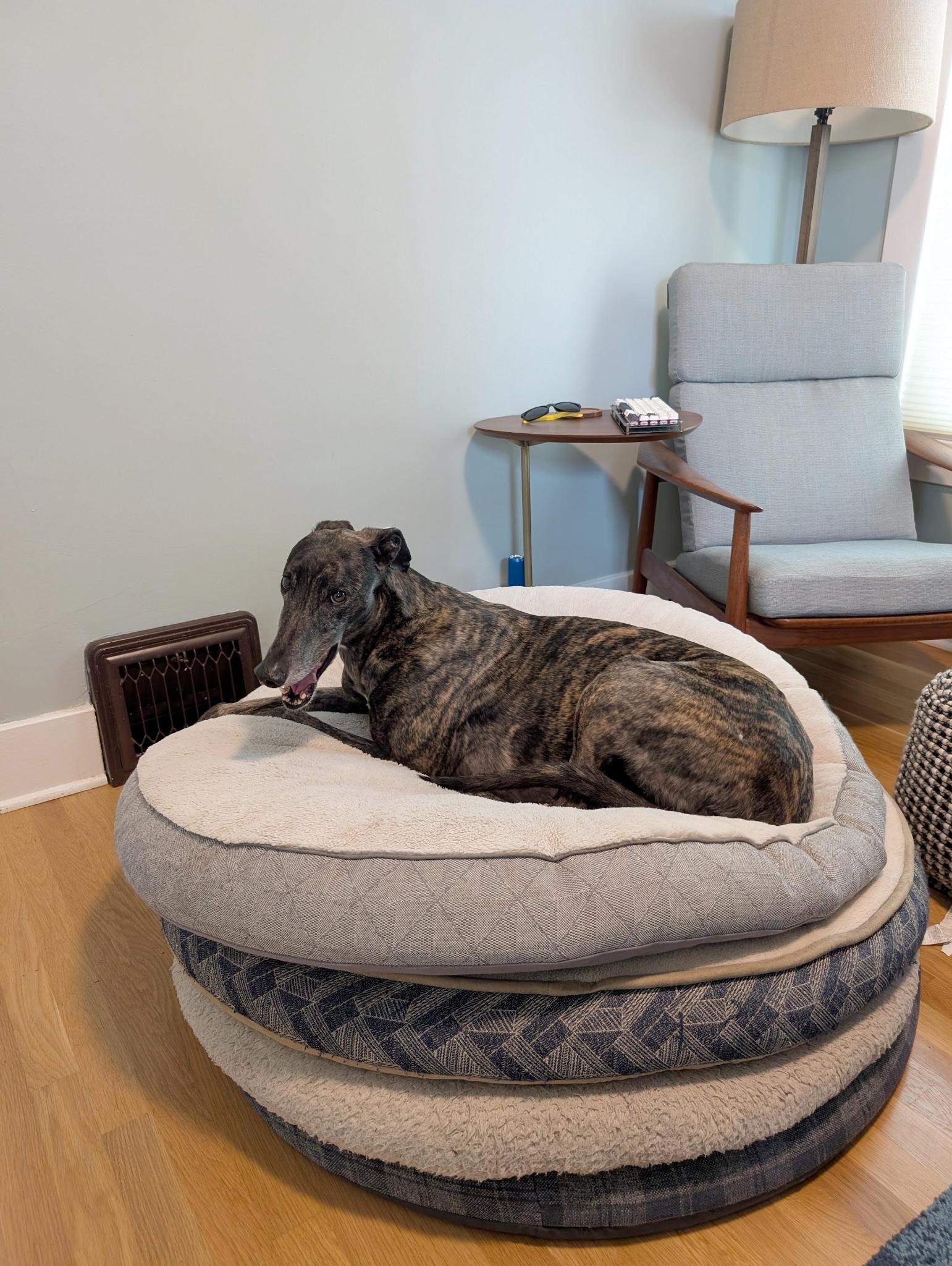 Homer lays on three beds