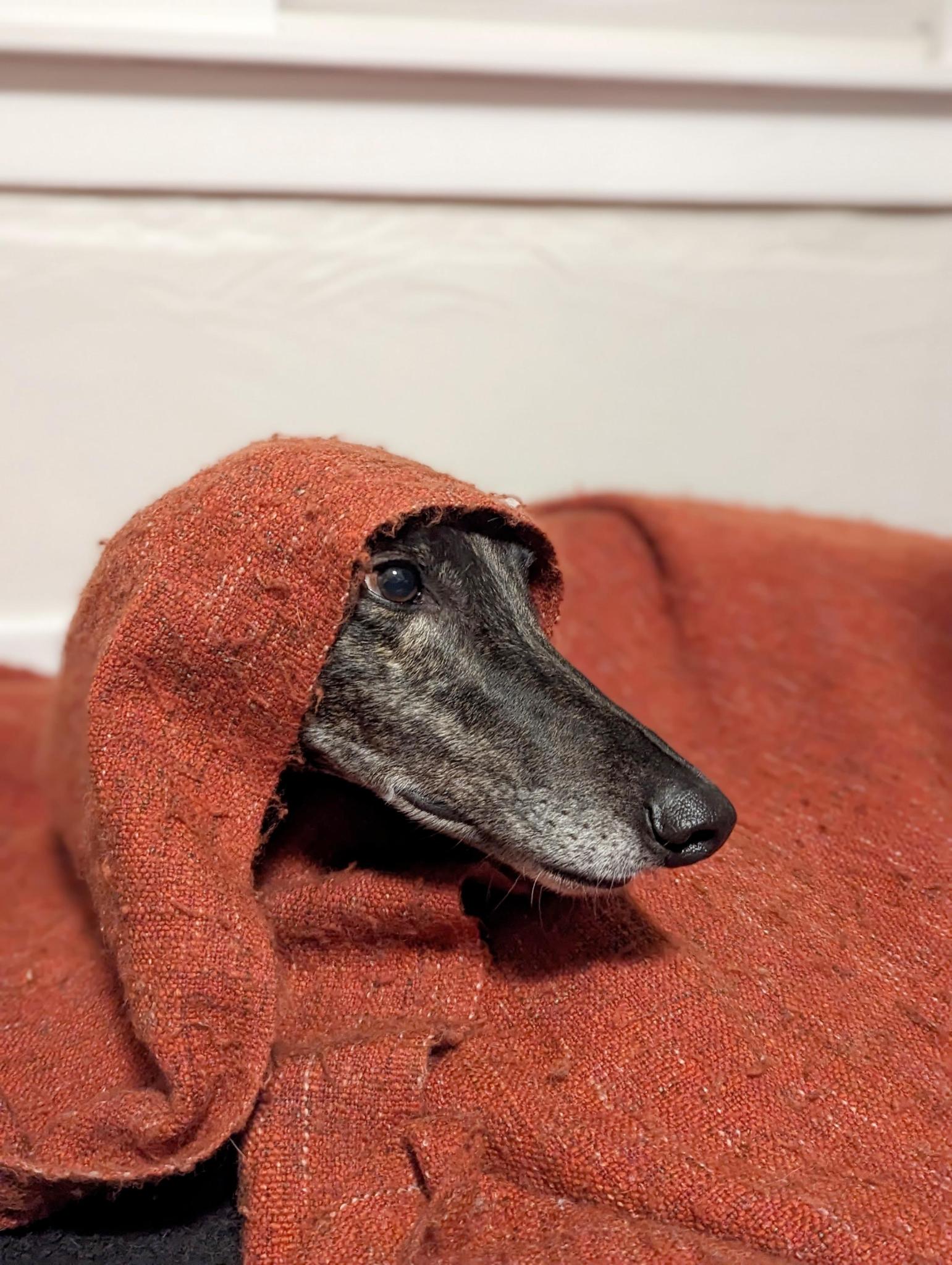 Homer under a blanket