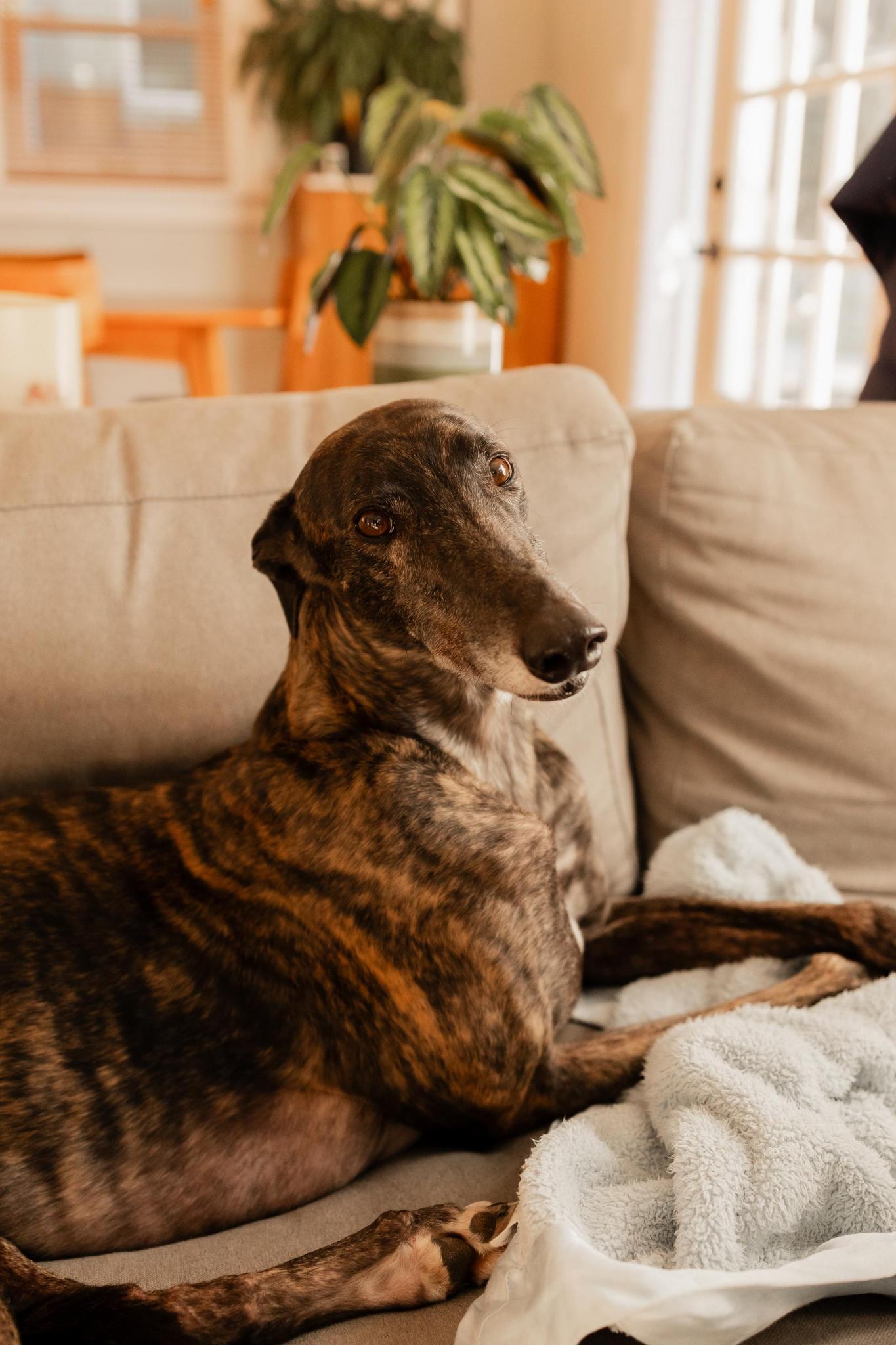 Homer on the couch, in the sun