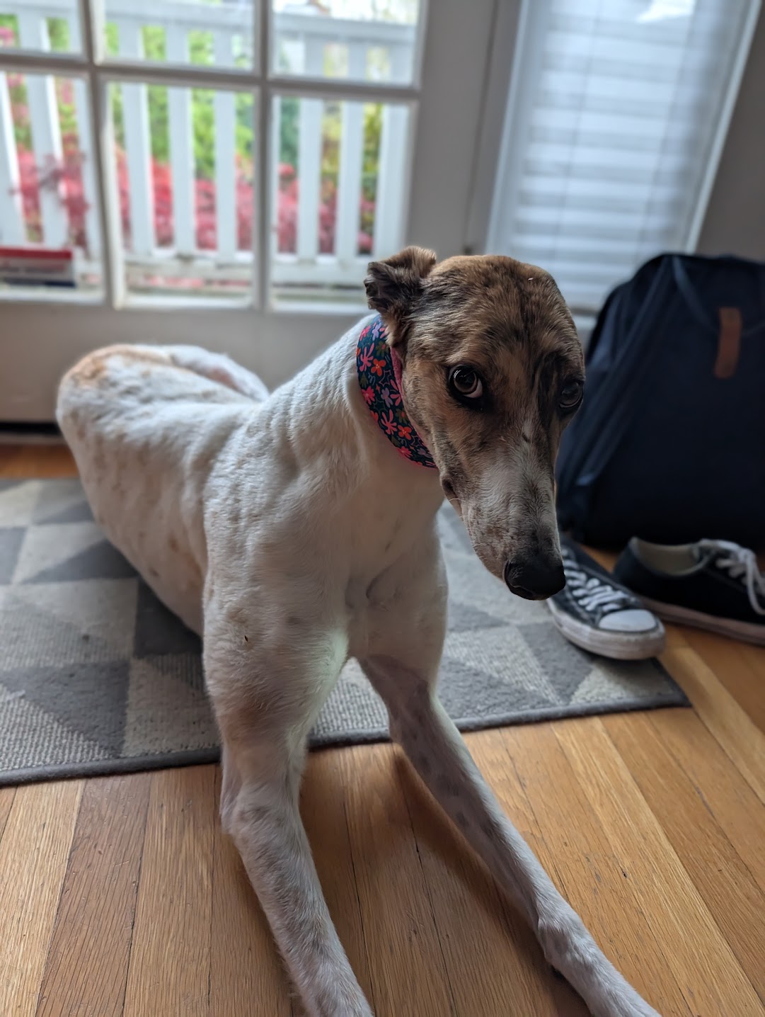 juniper laying in front of the door