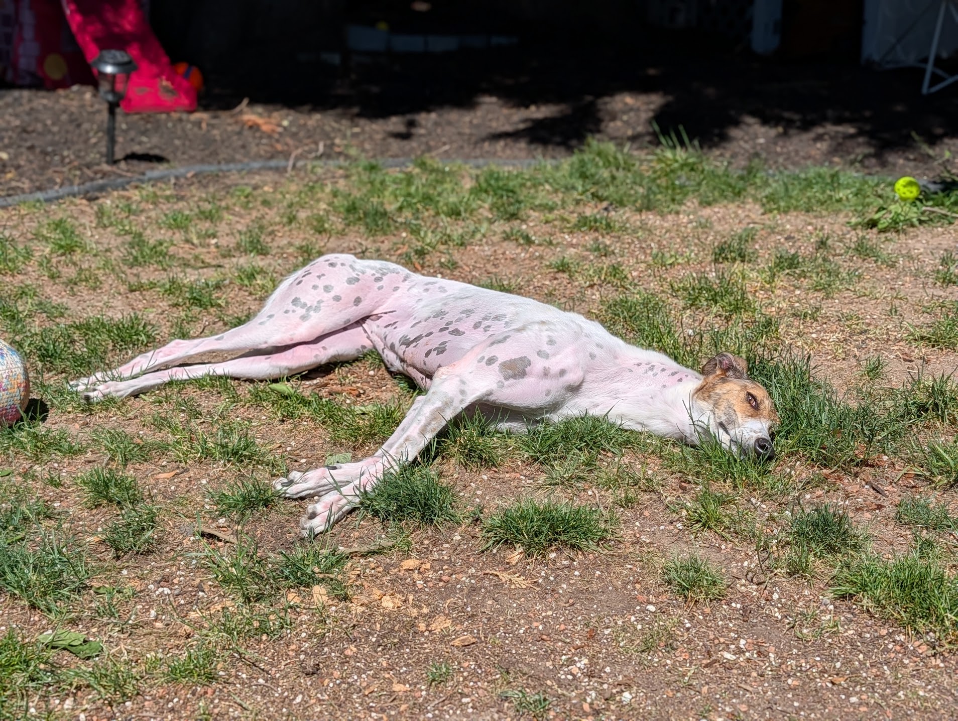 juniper lays outside